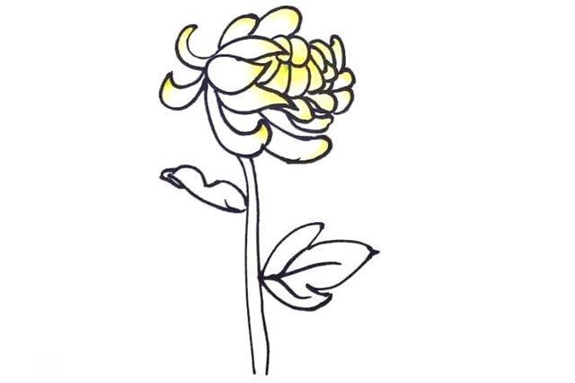 紅色九月菊花簡筆畫怎么畫圖片