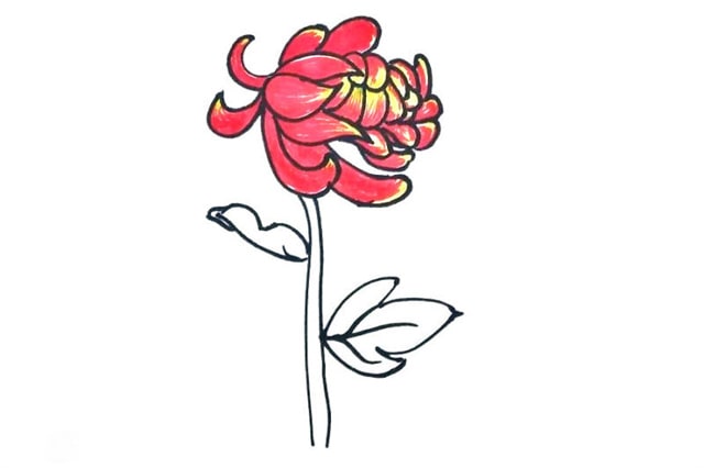 紅色九月菊花簡筆畫怎么畫圖片