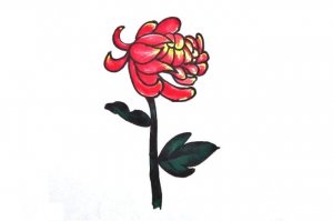 紅色九月菊花簡(jiǎn)筆畫(huà)怎么畫(huà)圖片