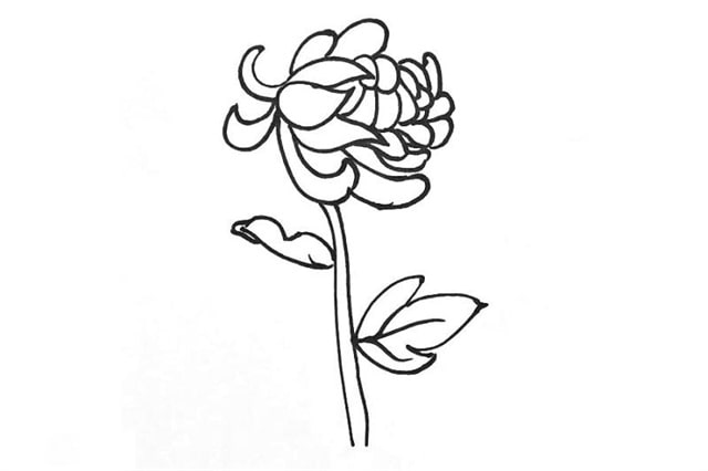 紅色九月菊花簡筆畫怎么畫圖片