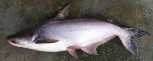 龍利魚(yú)和巴沙魚(yú)是一種魚(yú)嗎