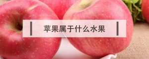 蘋果屬于什么水果