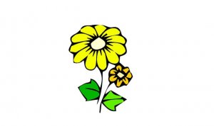 小雛菊花簡筆畫怎么畫簡單