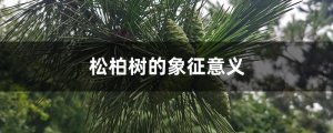 松柏的象征意義