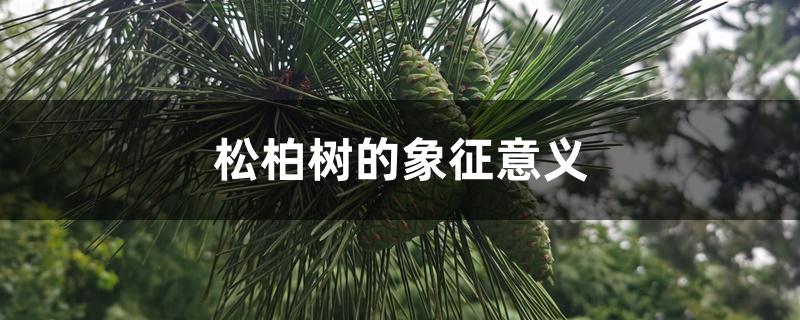 松柏的象征意義