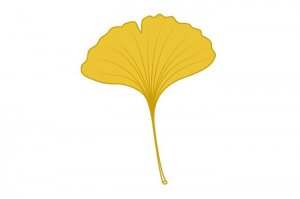 銀杏樹葉簡(jiǎn)筆畫怎么畫圖片教程