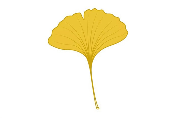 銀杏樹(shù)葉簡(jiǎn)筆畫(huà)怎么畫(huà)圖片教程
