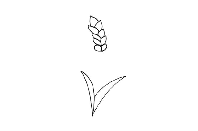 小麥簡(jiǎn)筆畫怎么畫