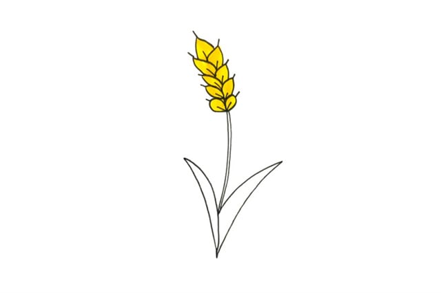 小麥簡(jiǎn)筆畫怎么畫
