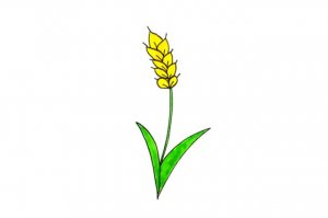 小麥簡筆畫怎么畫