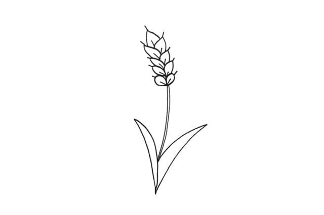 小麥簡(jiǎn)筆畫怎么畫