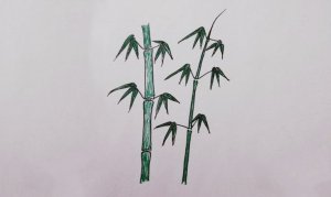 竹子簡筆畫怎么畫步驟圖片