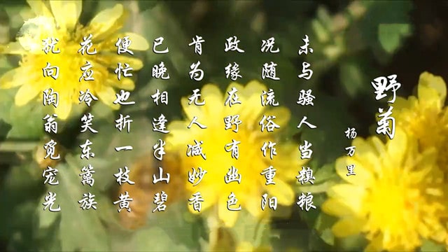 楊萬里野菊古詩帶拼音版