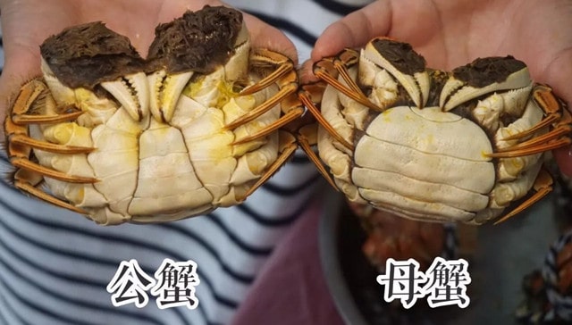 大閘蟹母蟹和公蟹哪個(gè)好