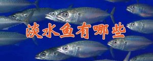 淡水魚有哪些