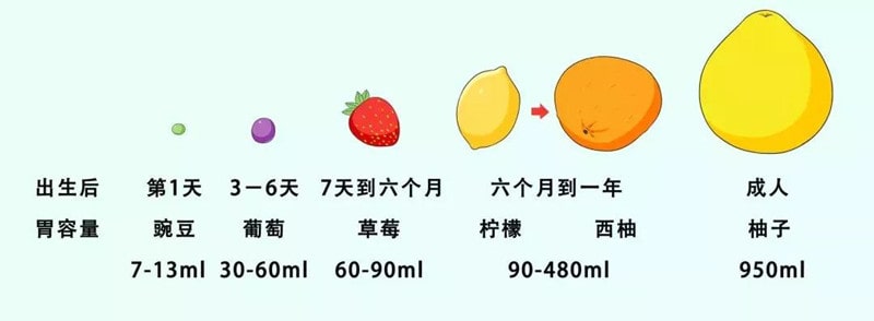 新生兒胃容量有多大