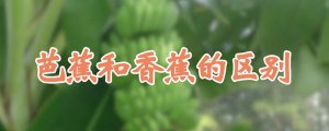 香蕉和芭蕉的區(qū)別