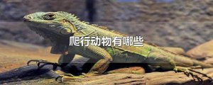爬行動物有哪些