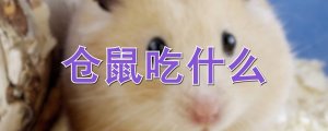 倉鼠吃什么