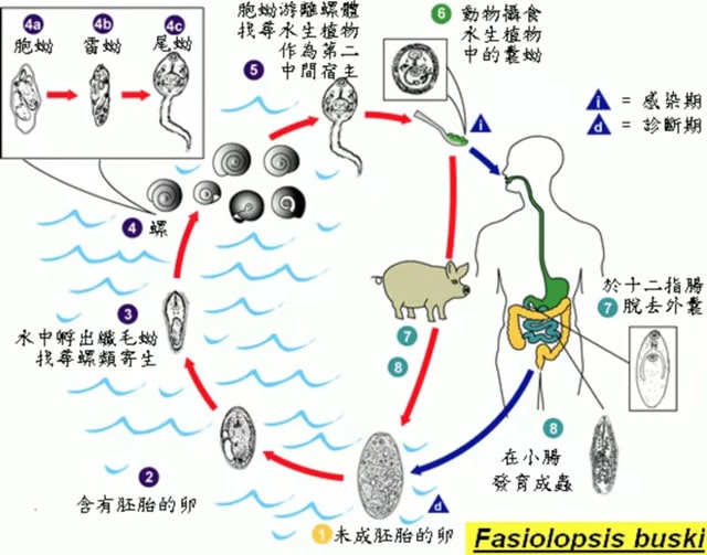 4種蔬菜容易得姜片蟲(chóng)病，孩子尤其要小心