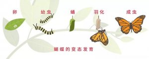 幼兒園小班音樂律動教案《毛毛蟲變蝴蝶》