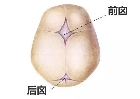 囟門閉合時間