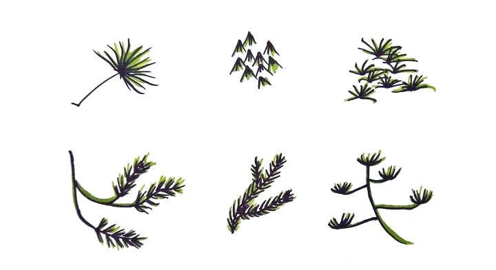 各種樹葉簡(jiǎn)筆畫圖片大全