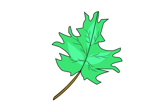 各種樹葉簡(jiǎn)筆畫圖片大全
