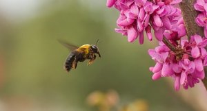用蜜蜂借物喻人小練筆