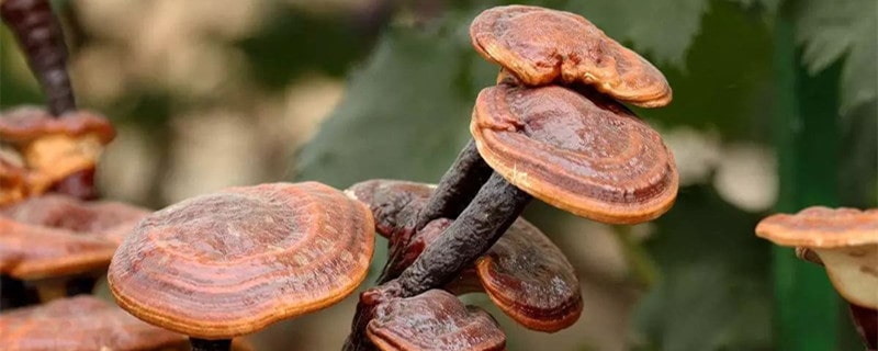靈芝怎么吃