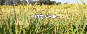 水稻是大米嗎