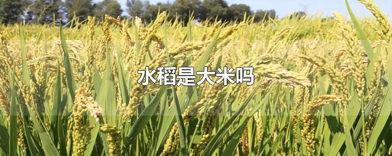水稻是大米嗎