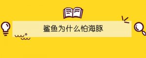 鯊魚(yú)為什么怕海豚