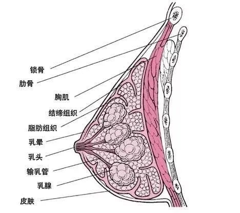 胸小奶少，胸大奶多，有依據(jù)嗎？