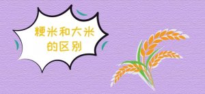 粳米和大米的區(qū)別