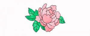 牡丹花簡(jiǎn)筆畫教程圖片