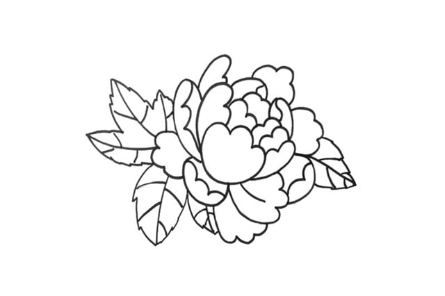 牡丹花簡筆畫教程圖片