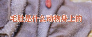 毛肚是什么動(dòng)物身上的