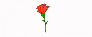 康乃馨簡(jiǎn)筆畫(huà)怎么畫(huà)圖片