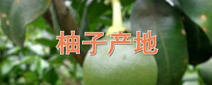 柚子產(chǎn)地