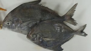 黑鯧魚(yú)的功效與作用