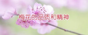 梅花的品質(zhì)和精神