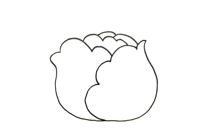 蔬菜簡筆畫卷心菜怎么畫
