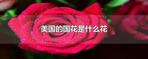 美國(guó)的國(guó)花是什么花