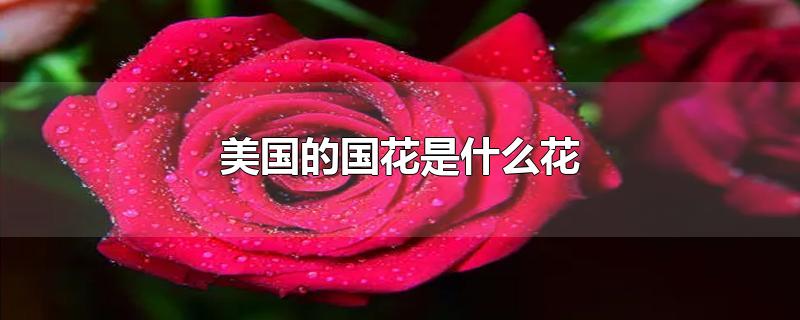 美國的國花是什么花