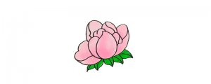 花朵簡(jiǎn)筆畫(huà)芍藥花怎么畫(huà)圖片