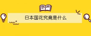 日本國(guó)花究竟是什么