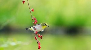 幼兒園大班音樂(lè)教案《小鳥(niǎo)小鳥(niǎo)你真好》