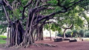兒童益智故事：會(huì)長(zhǎng)胡須的樹(shù)
