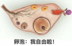 監(jiān)測排卵對懷孕有什么幫助？